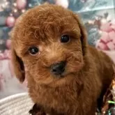 トイプードル(トイ)