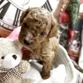 タイニープードル