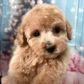 タイニープードル