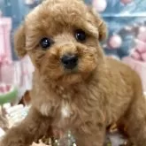 タイニープードル