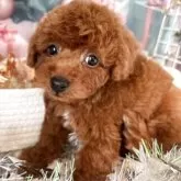 トイプードル(トイ)【栃木県・男の子・2025年10月14日・レッド】の写真2