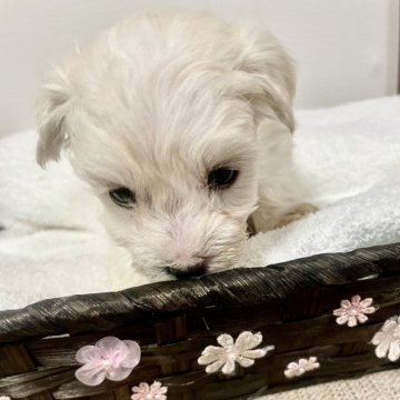 マルプー(マルチーズ×トイプードル)【栃木県・女の子・2023年10月9日・ホワイト】の写真「大人しい女の子です」