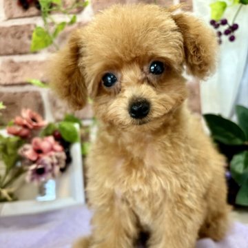トイプードル(ティーカップ)【栃木県・女の子・2024年7月1日・アプリコット】の写真「めちゃめちゃ可愛い🩷子です🐻」