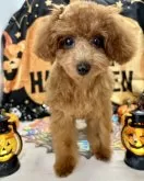 タイニープードル【栃木県・女の子・2024年7月1日・レッド】の写真3