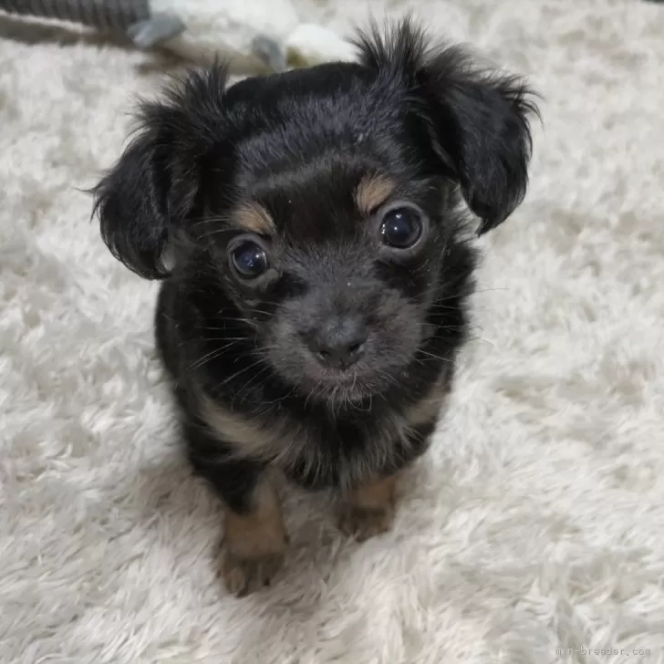 ID:2501-02351の子犬