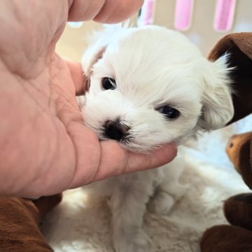 マルチーズ【埼玉県・女の子・2025年10月27日・ホワイト】の写真「と～っても可愛い女の子🩷🐶🩷」