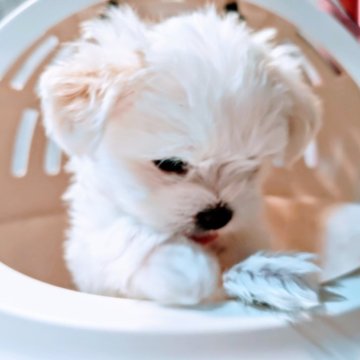 チワマル(マルチーズ×チワワ)【埼玉県・男の子・2025年6月26日・ホワイトクリーム】の写真「8/18終了ヘソ天ボーイ可愛さ満点💮」