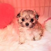 チワマル(マルチーズ×チワワ)