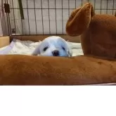 マルチーズ