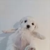 マルチーズ