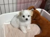 チワマル(マルチーズ×チワワ)【埼玉県・男の子・2024年11月26日・ホワイトクリーム】の写真4
