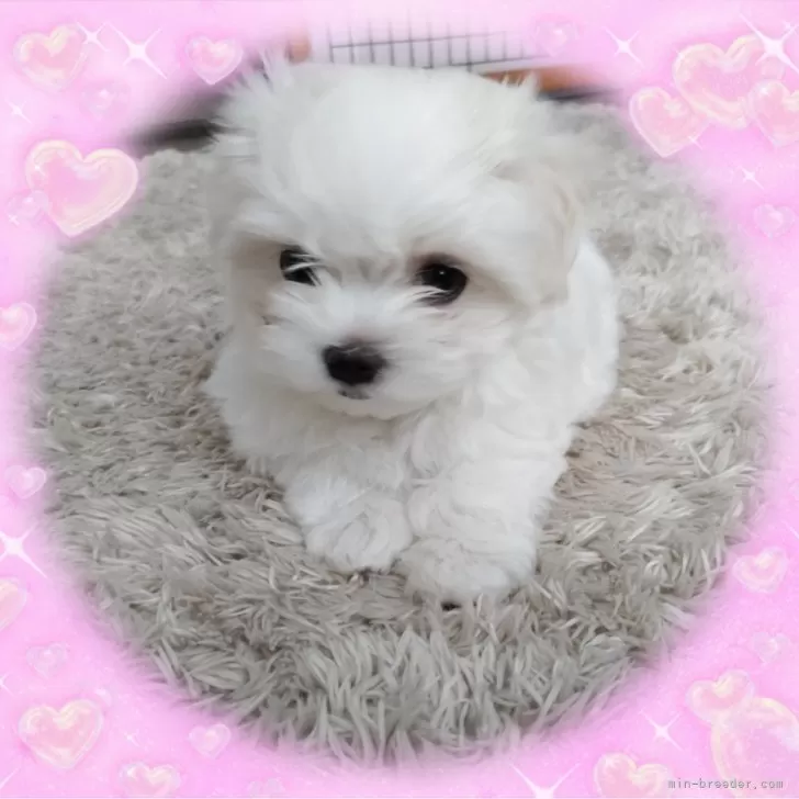 ID：2405-01143の子犬