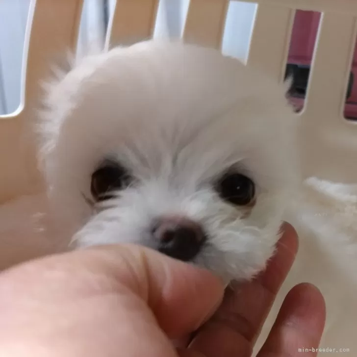 D.K 様のお迎えした子犬