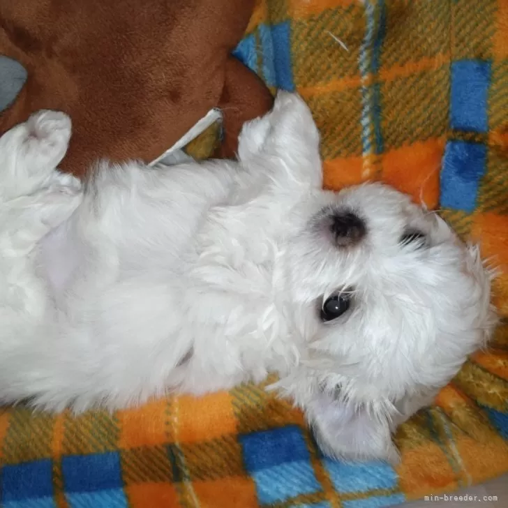 めいはな 様のお迎えした子犬