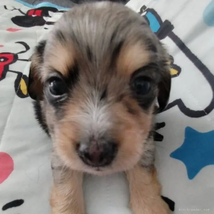 ID:2308-02628の子犬