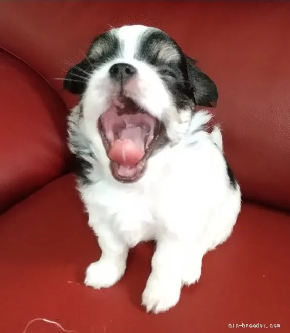 ID:2110-01288の子犬