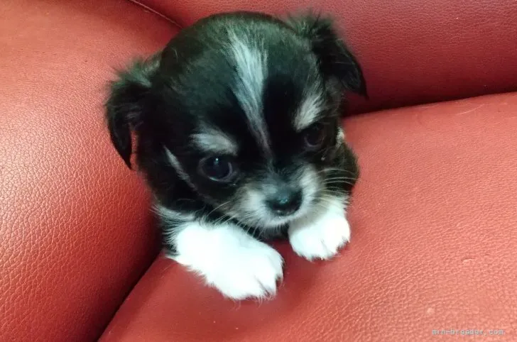 ID:2108-02599の子犬