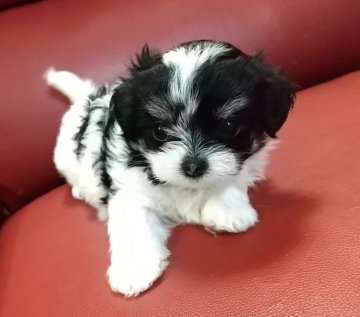 ミックス(父チワワ母マルチーズ)【埼玉県・女の子・2021年8月24日・パーティ】の写真「両親遺伝子検査クリア✨モコモコむちゃ可愛いワン🐶」