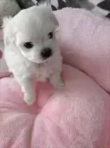 チワマル(マルチーズ×チワワ)【埼玉県・男の子・2024年3月20日・ホワイトクリーム】の写真5「実物激Kawaii٩(♡ε♡ )۶」