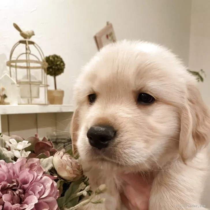 ID:2504-01329の子犬