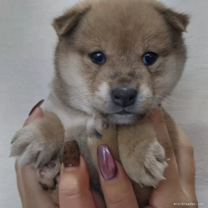 ID:2412-05969の子犬
