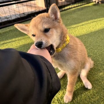 豆柴【富山県・男の子・2025年7月25日・赤】の写真「とても大人しく優しい子です。」
