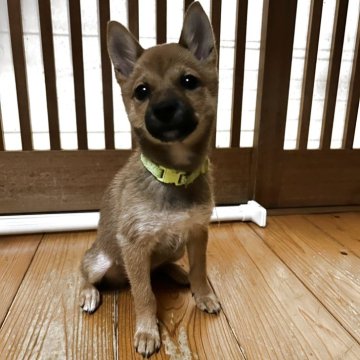 豆柴【富山県・女の子・2025年7月25日・赤茶】の写真「とても小さく可愛いです。」