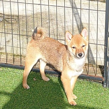 柴犬(豆柴)【富山県・女の子・2025年7月25日・胡麻】の写真「とても小さく可愛いです。」