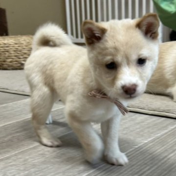 柴犬(豆柴)【富山県・女の子・2025年9月27日・白】の写真「タレ目だけどかわいい綺麗な顔しています。」