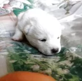 豆柴