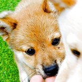 柴犬(豆柴)