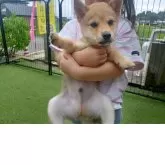 豆柴