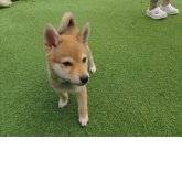 柴犬(豆柴)