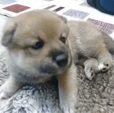 豆柴