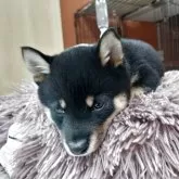 豆柴