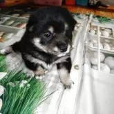豆柴
