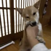 豆柴【富山県・男の子・2025年6月17日・赤茶】の写真2