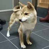 豆柴【富山県・男の子・2025年6月17日・赤茶】の写真3