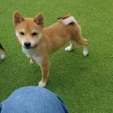 豆柴【富山県・男の子・2025年6月17日・赤茶】の写真6