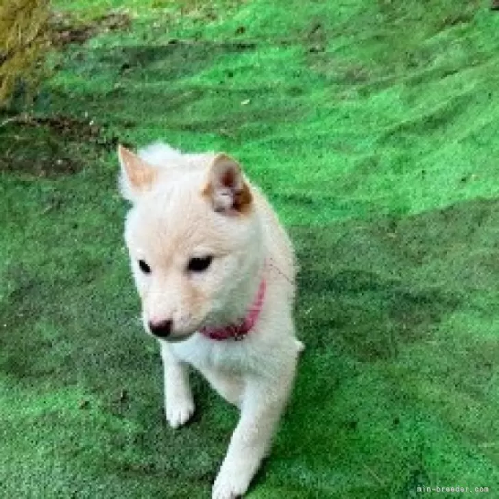 ID：2311-04004の子犬