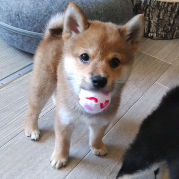 柴犬(豆柴)【富山県・男の子・2024年5月2日・赤茶】の写真「お目目まんまるでふわふわです。」