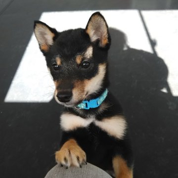 柴犬(豆柴)【富山県・男の子・2023年10月10日・黒】の写真「綺麗なタヌキ顔でとてもかわいいです。」