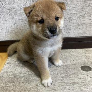 柴犬(豆柴)【富山県・男の子・2022年8月13日・赤】の写真「父親豆柴で母親豆柴認定犬でとても可愛く小さめです。」