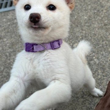 柴犬(豆柴)【富山県・女の子・2023年9月26日・白】の写真「お目目パッチリタヌキ顔」