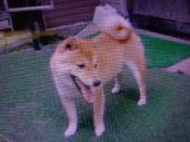 豆柴【・男の子・2022年8月2日・茶】