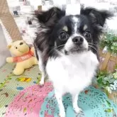 チワワ(ロング)