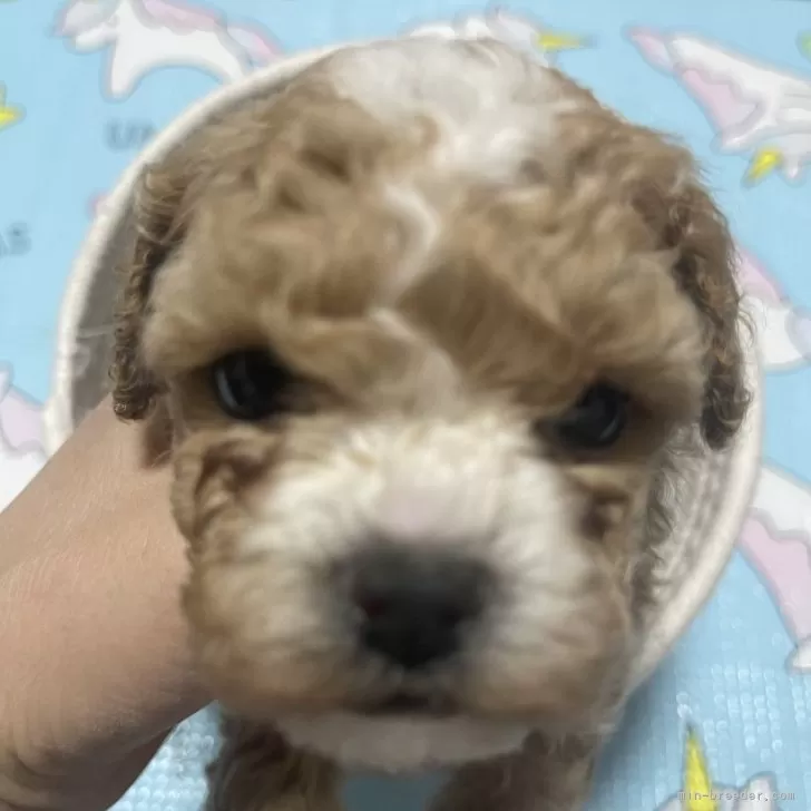 しげ 様のお迎えした子犬