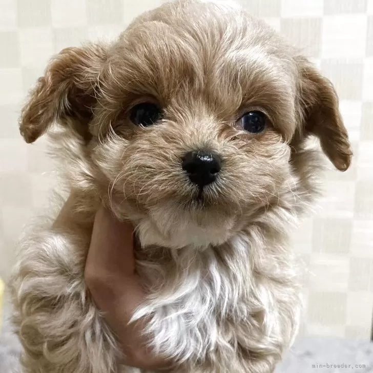 ID：2505-01515の子犬