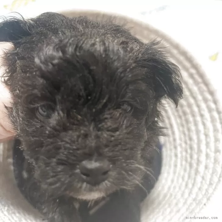 たか 様のお迎えした子犬