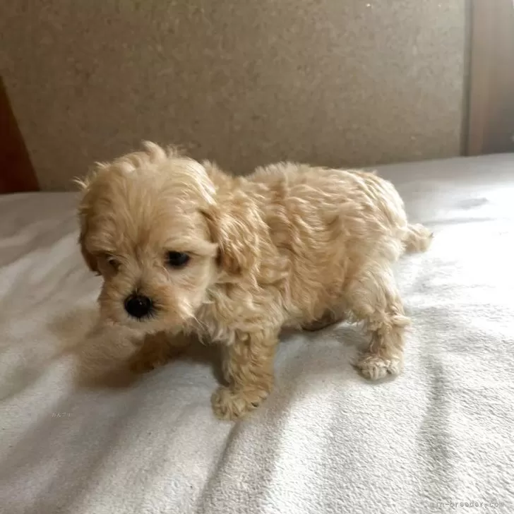 ID：2506-05887の子犬